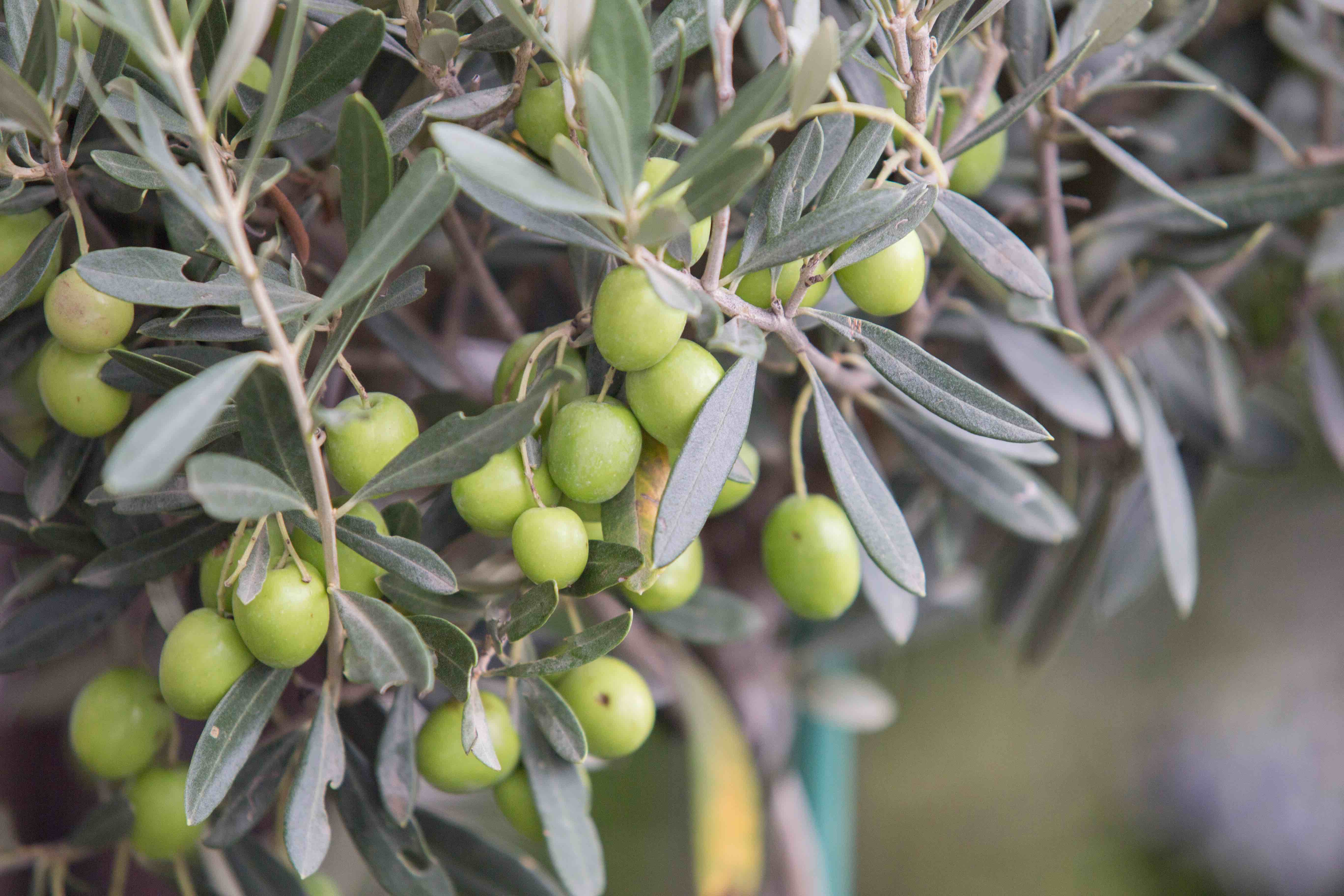 Universidade de Évora quer olival mais resiliente