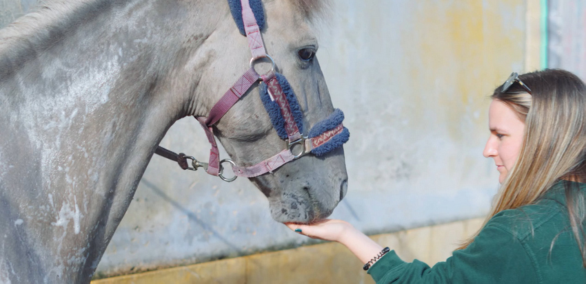 Universidade Politécnica de Coimbra: A saúde mental passa pelos cavalos