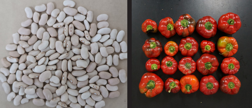 Politécnico de Coimbra: Agrária regista sementes próprias