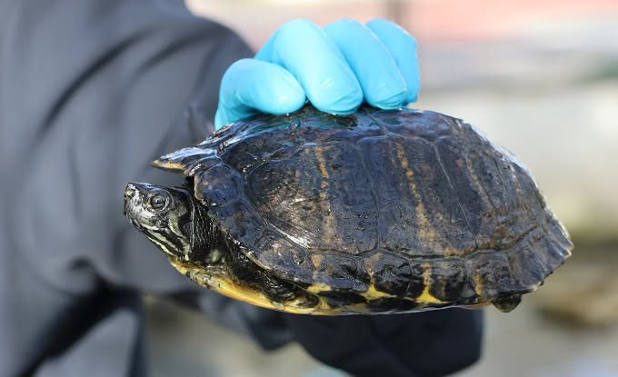 Universidade de Évora identifica seis novas espécies de tartarugas exóticas