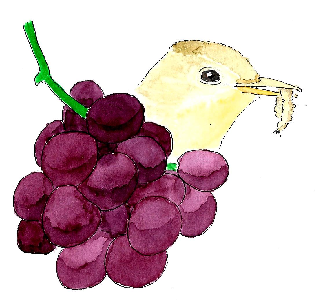 Universidade de Évora investiga como as vinhas e as aves podem controlar pragas