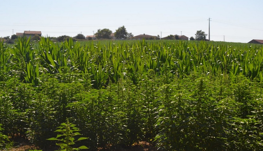 IPBeja descobre nova planta invasora em campos agrícolas do Ribatejo