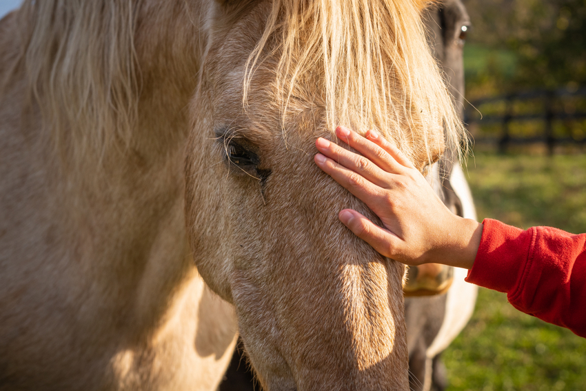 UÉvora: Cavalos ajudam crianças com competências socioemocionais