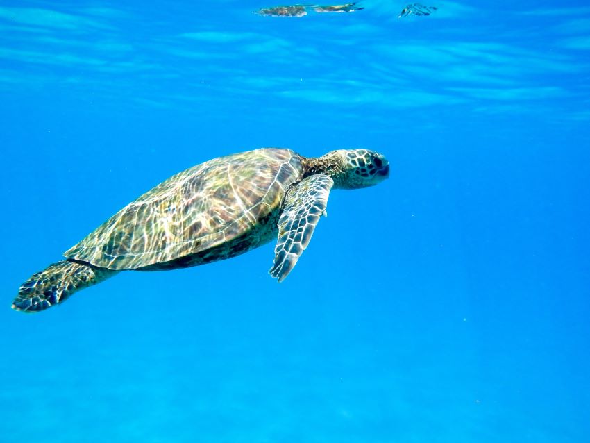 Universidade dos Açores: projeto sobre tartarugas marinhas premiado