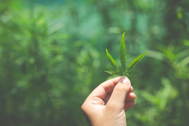 Politécnico de Portalegre lança curso de produção e processamento de canábis sativa